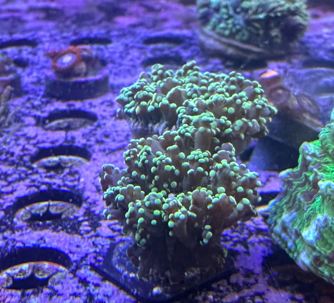 Frogspawn Branch Gamma Ray - 2 Heads