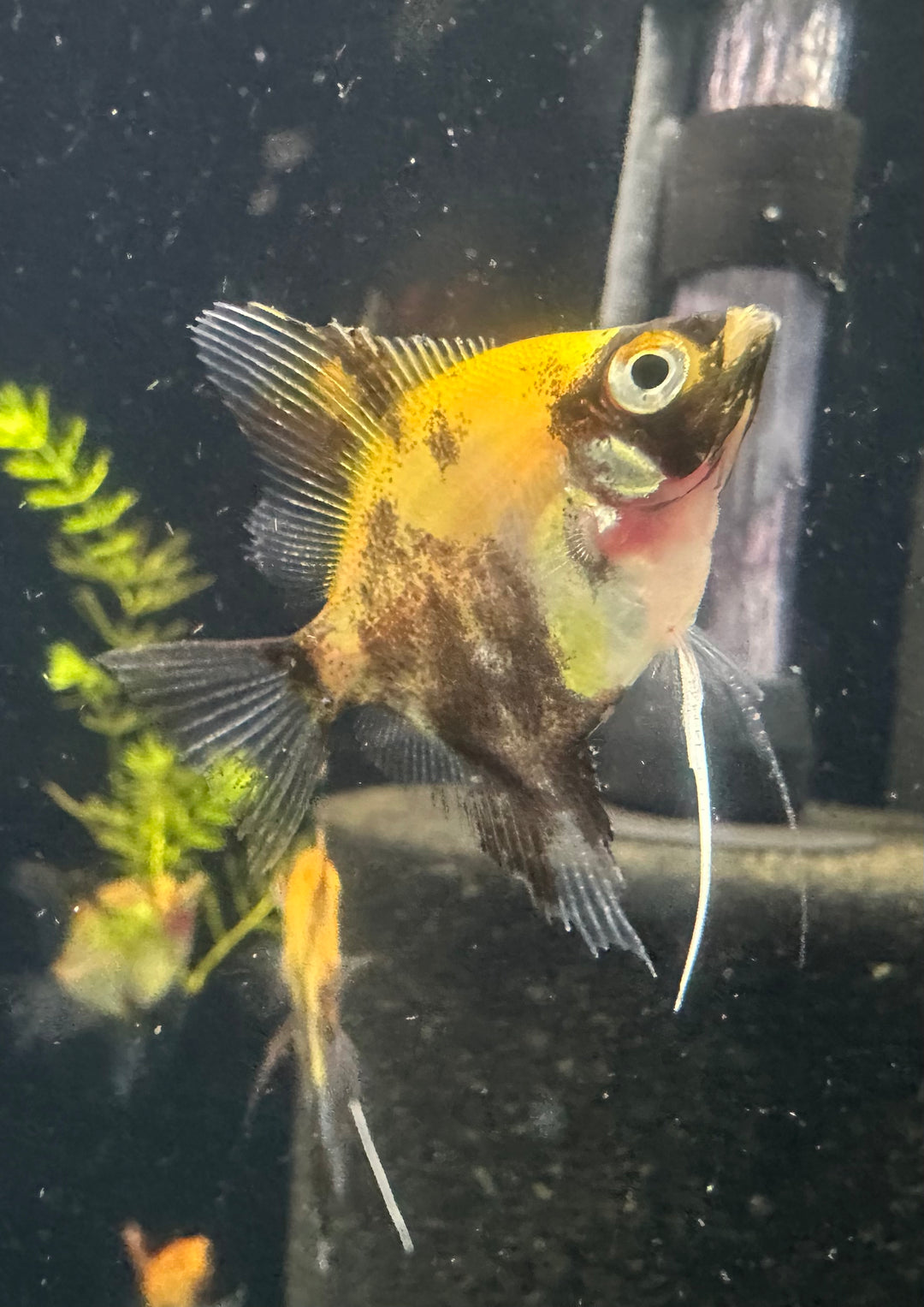 Red Devil Angelfish 2"