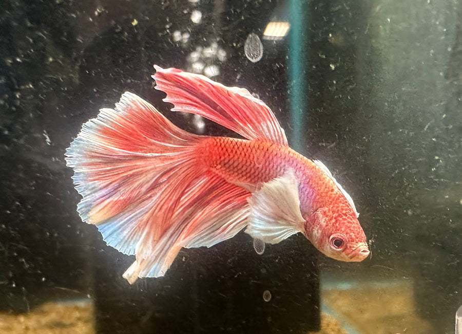Dumbo Ear Betta Male
