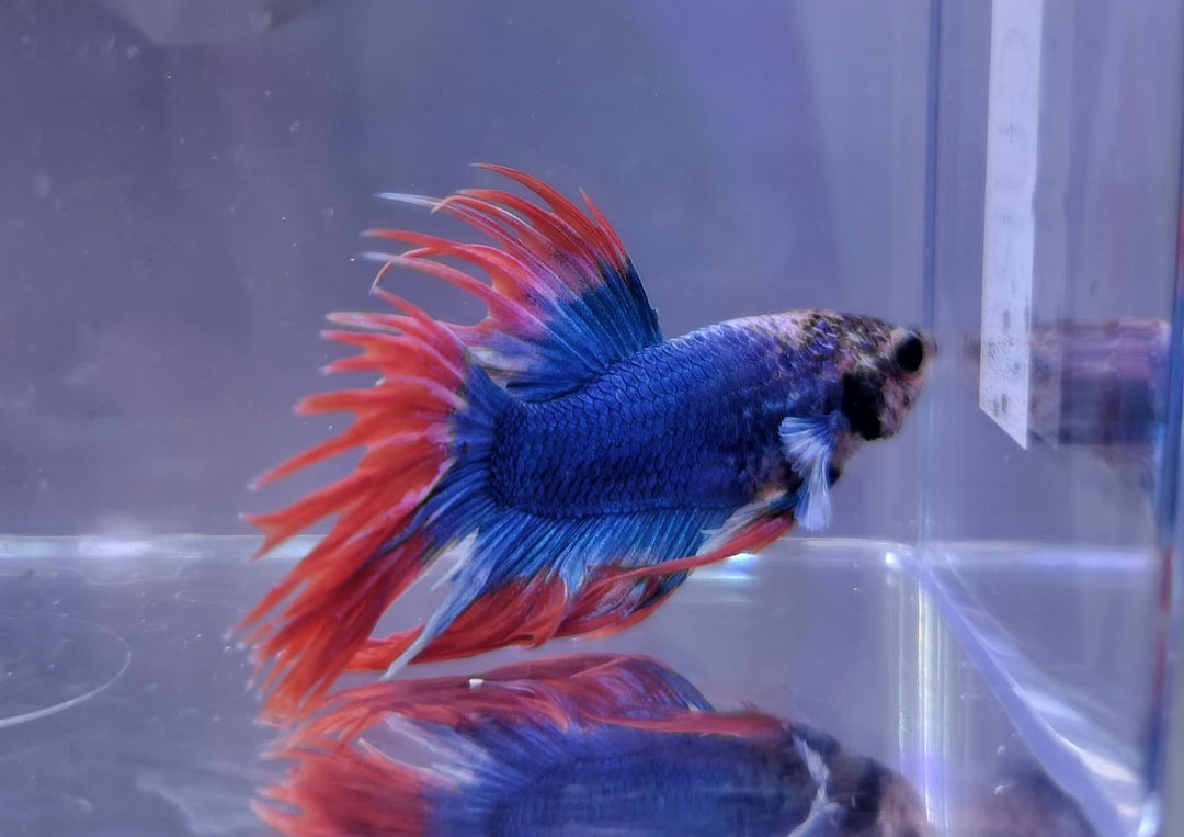 American Flag Male Betta BT1C