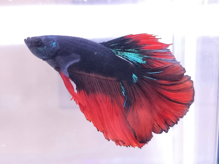 Halfmoon Betta Male BT2A