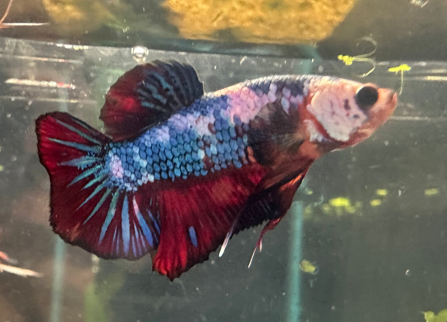 Premium Plakat Male Betta