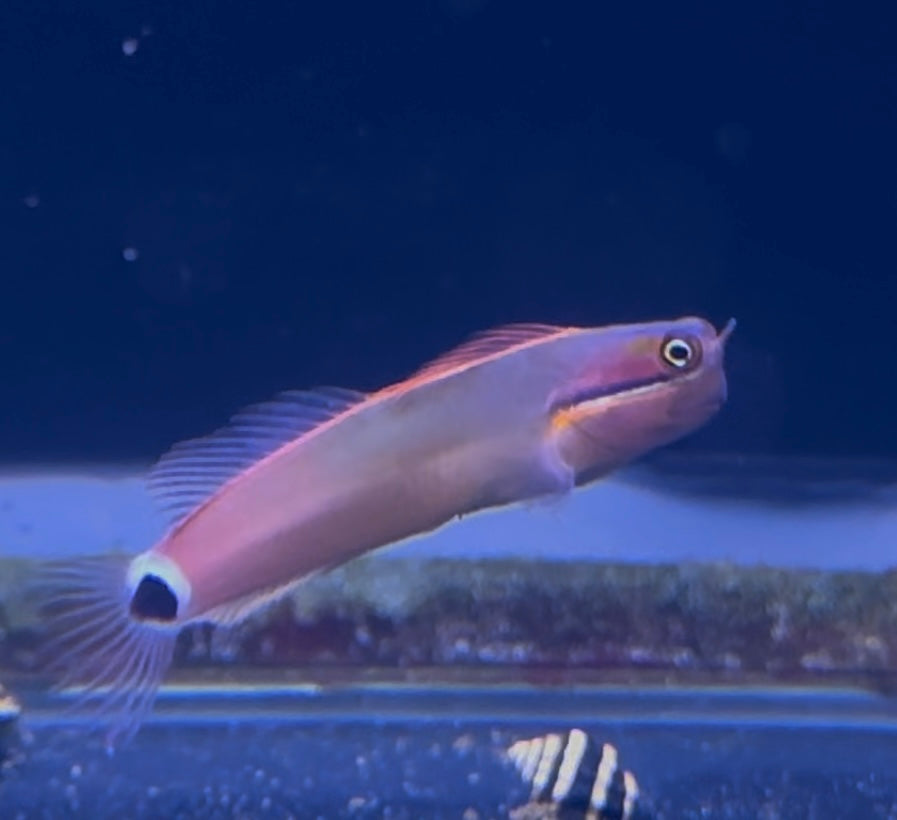 Tail Spot Blenny