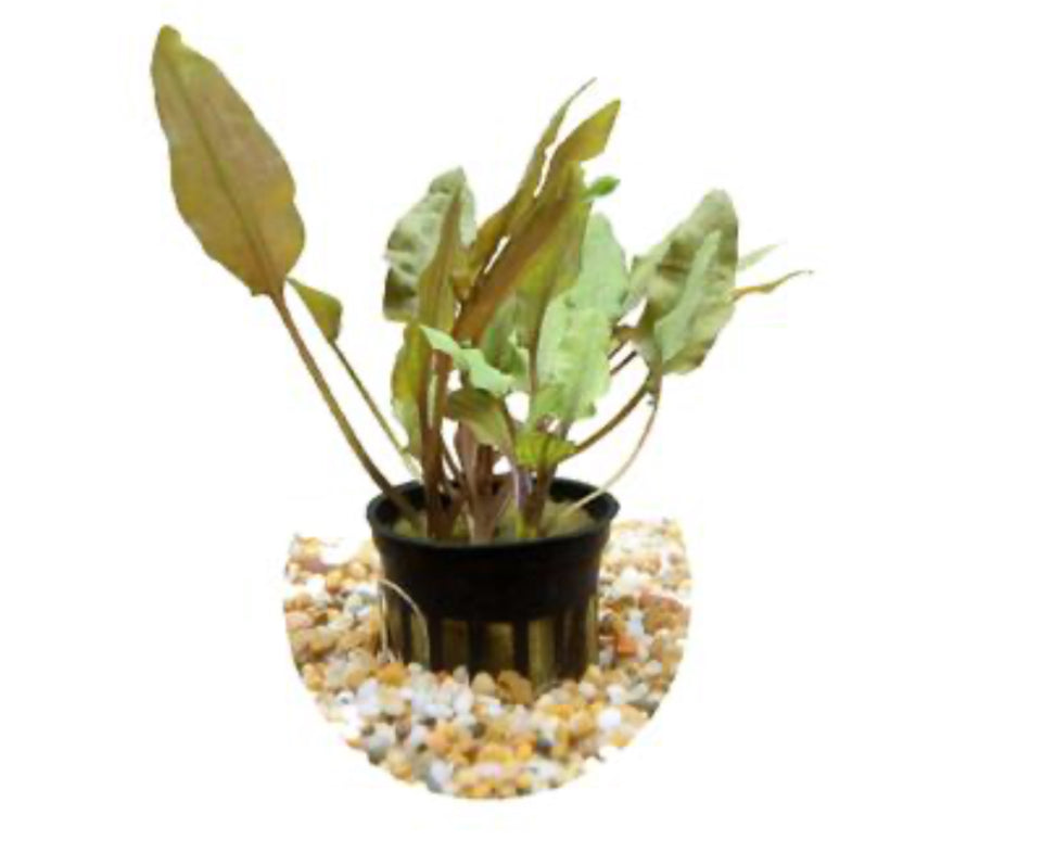 Bronze Crypt Wendtii Submerged Potted