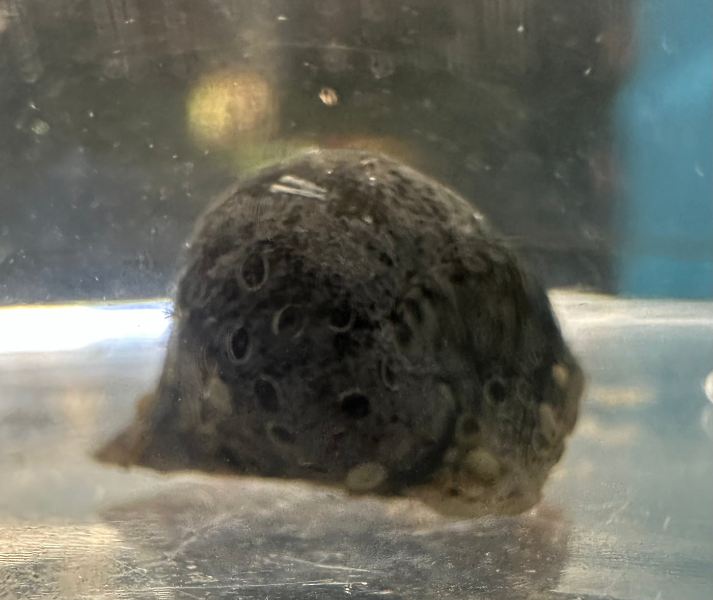 Batman Nerite Snail