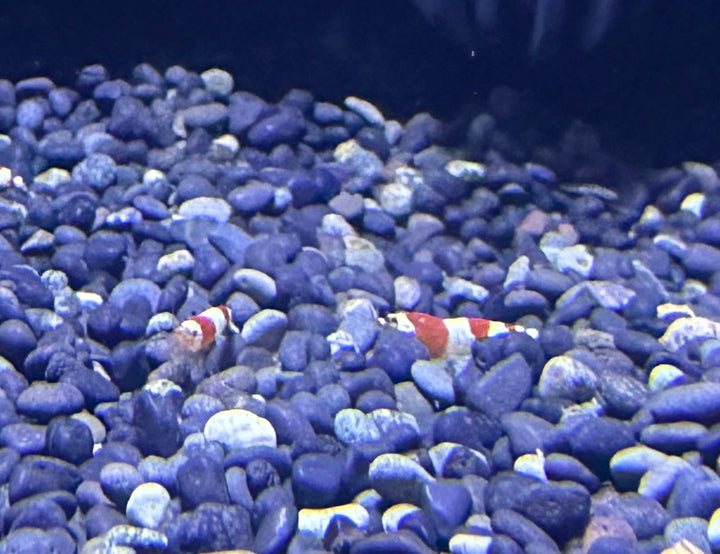 Crystal Red Shrimp