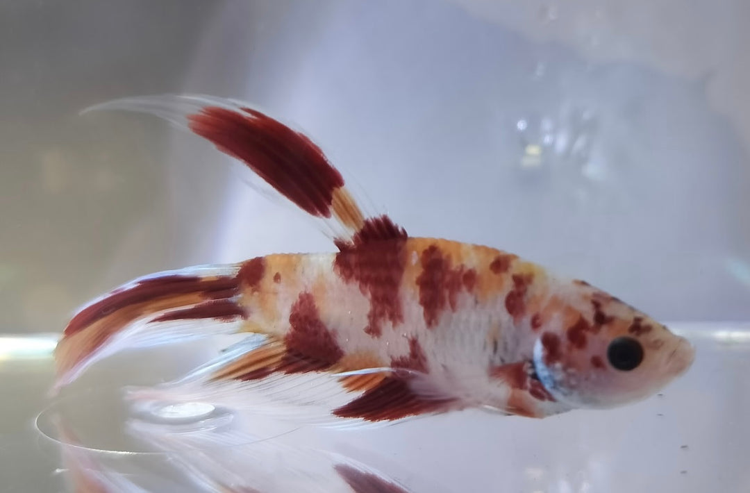 Koi Betta Male BT1B