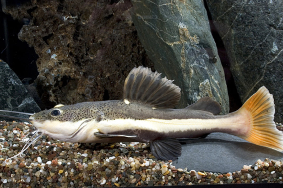 Redtail Catfish