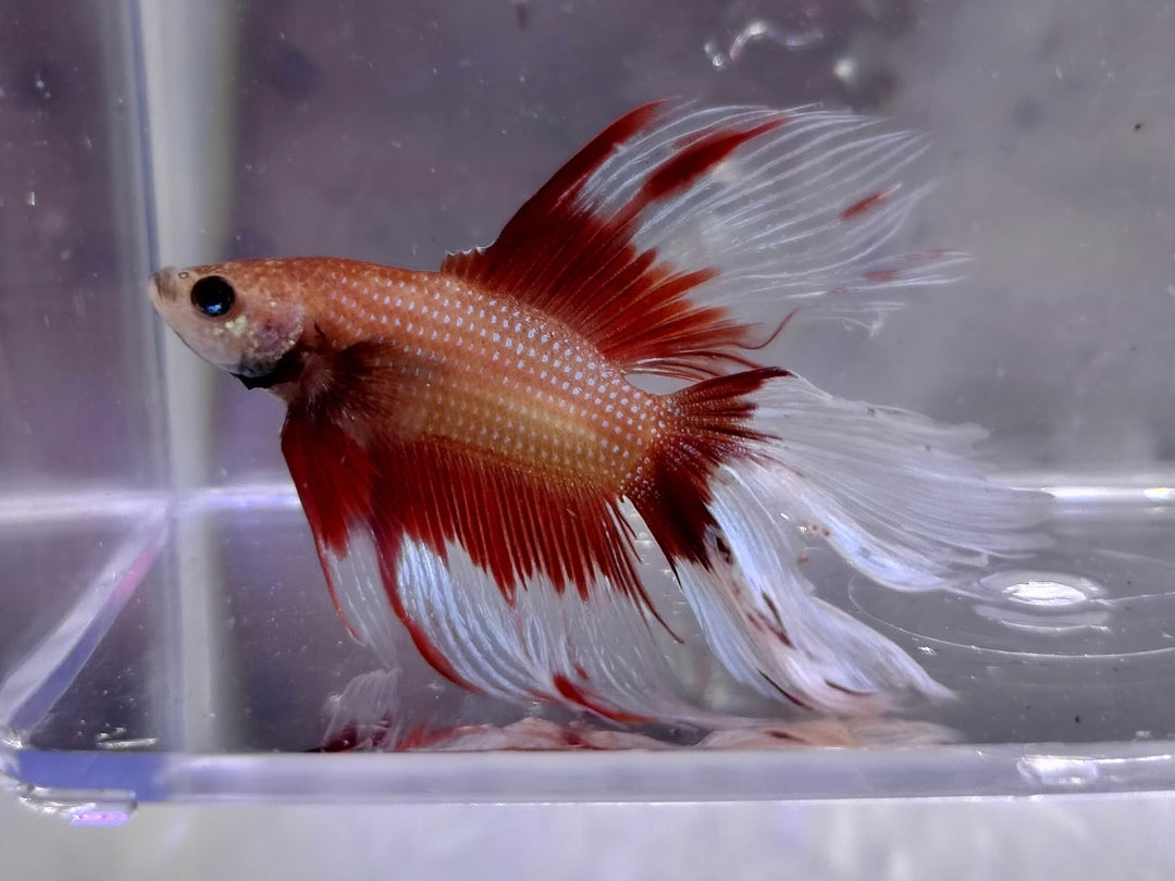 Halfmoon Twintail Betta Male BT1E