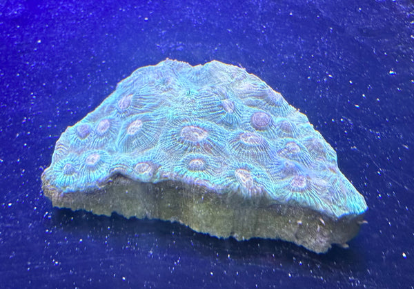 Favia Brain Coral