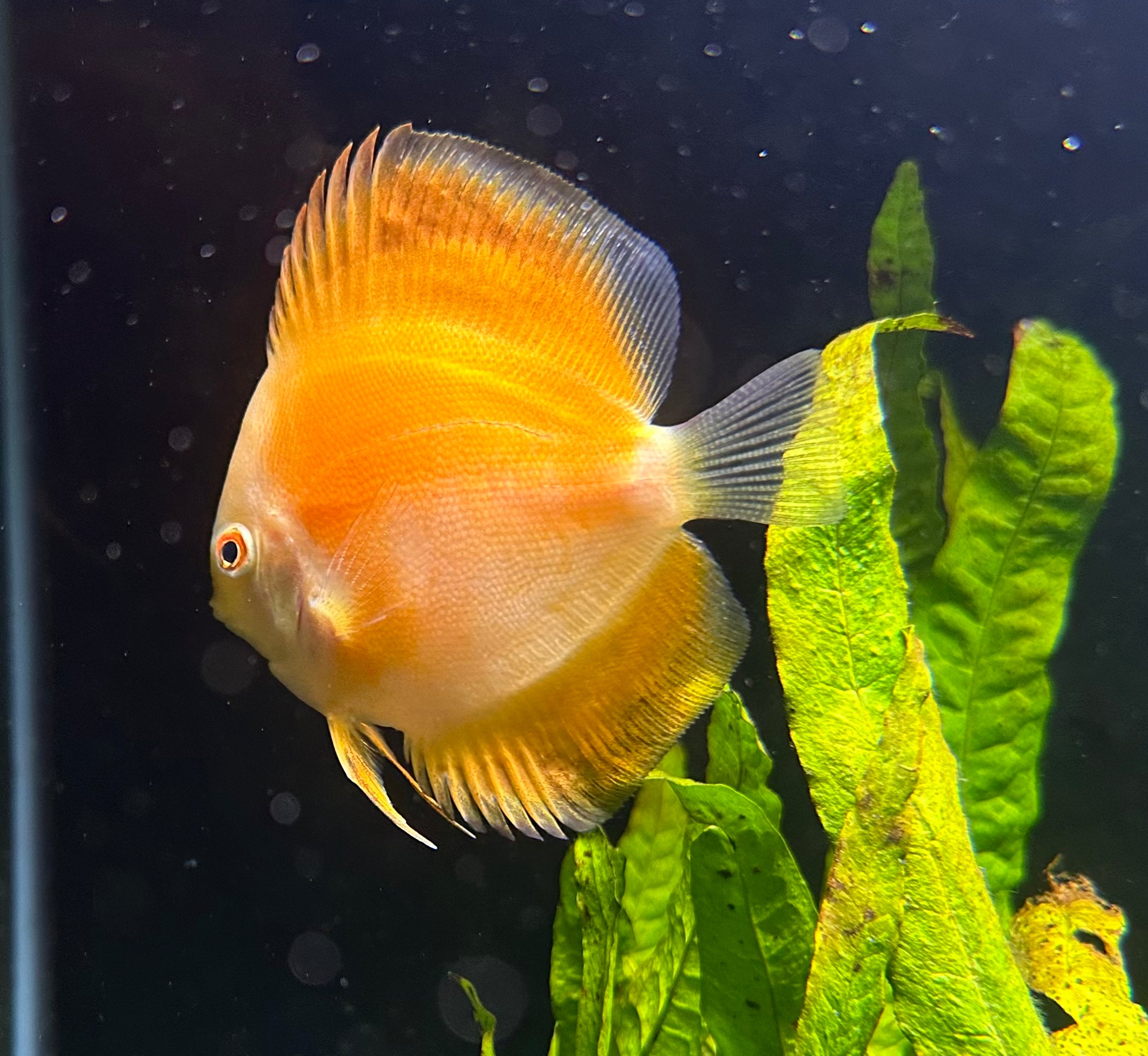 Golden Discus 2.5 inch – Reeflifeaquariums.com