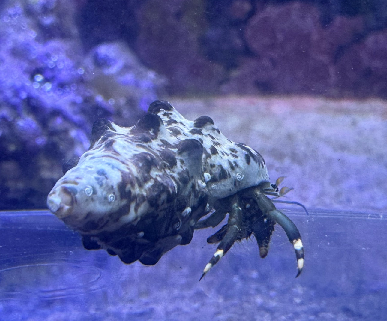 Zebra Hermit Crab