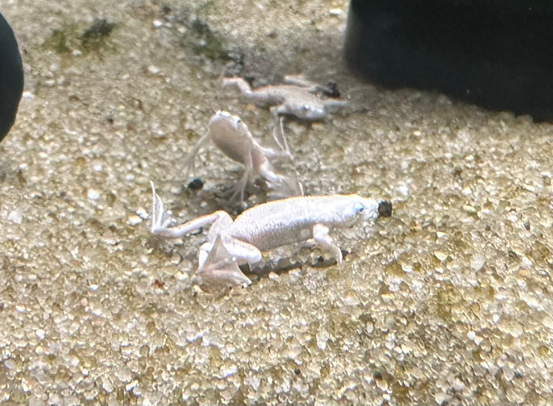 Hymenochirus boettgeri