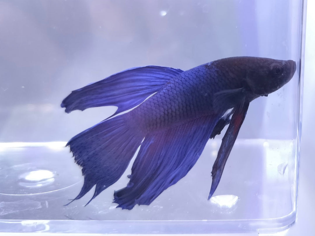 Betta Male BT2D
