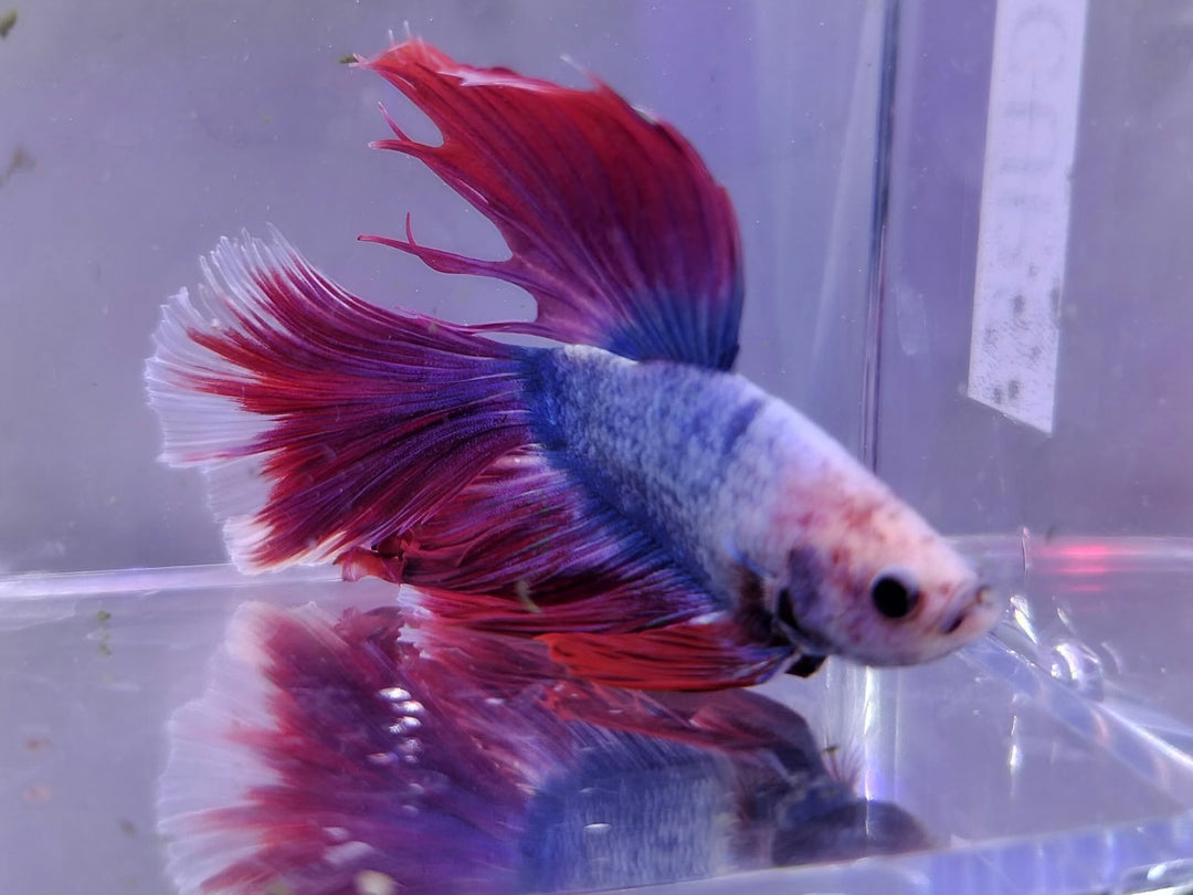 Halfmoon Betta Male BT2B