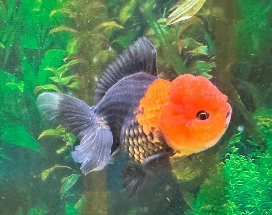 Tricolor Thai Oranda Goldfish 4-5"
