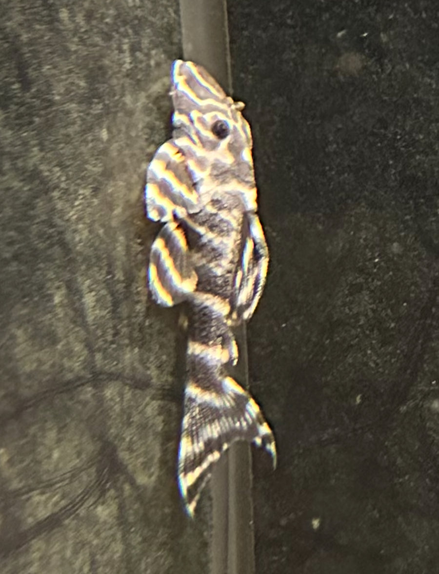 Emperor Pleco L204 Medium