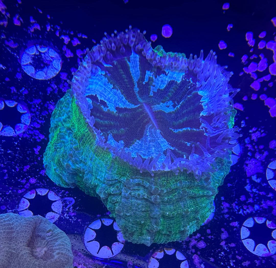 Toxic Green Acanthophyllia