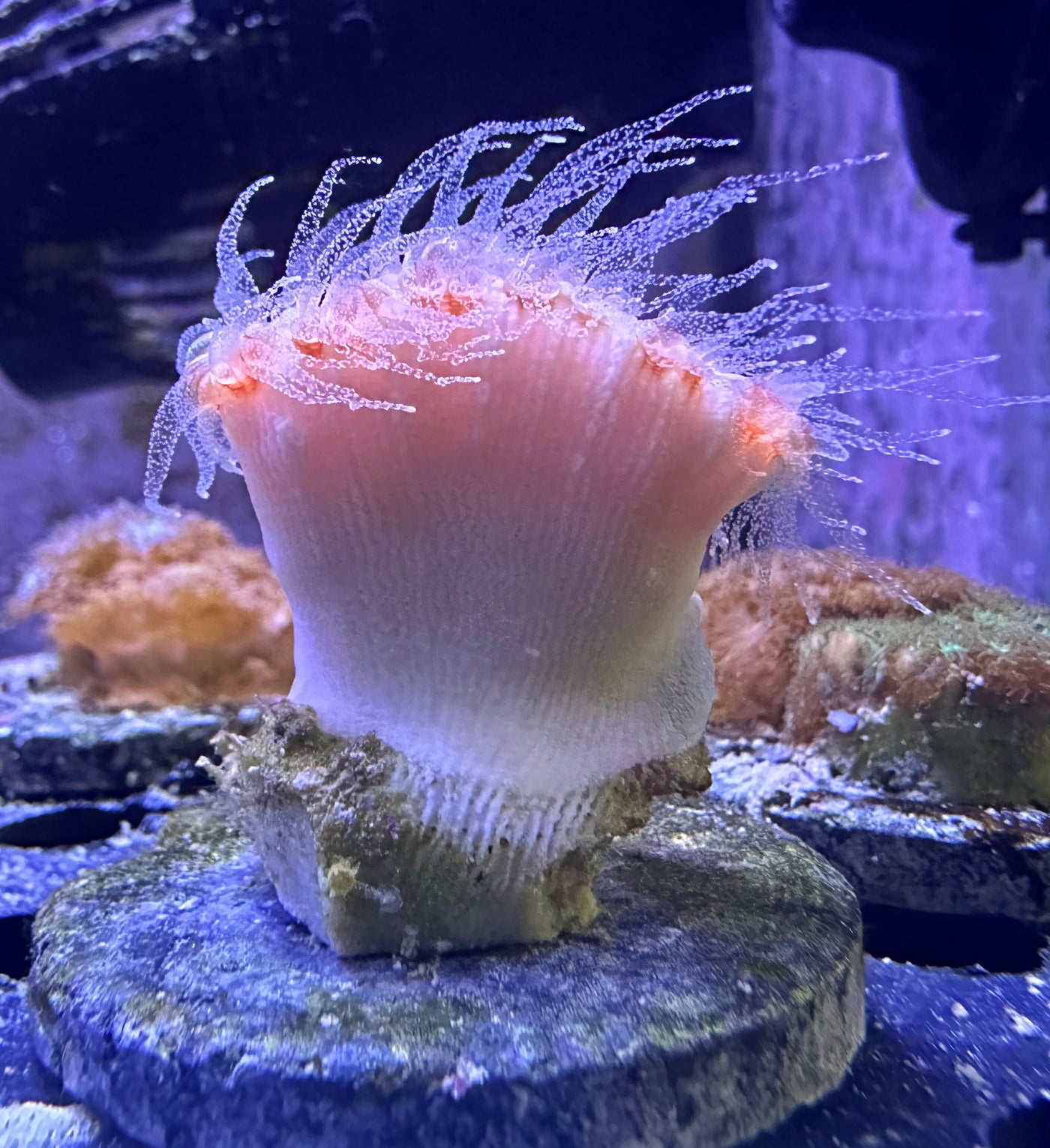 Solitary Cup Coral