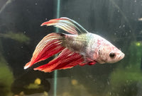 Red Dragon Male Betta WYSIWYG