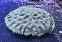 Honeycomb Brain Coral