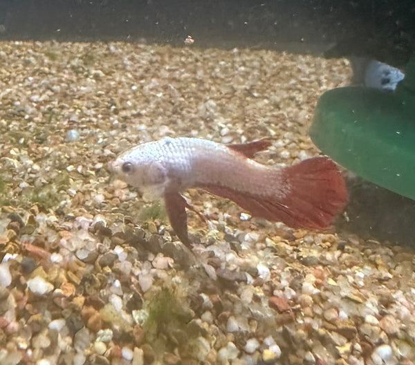 BT2A WYSIWYG Male Betta