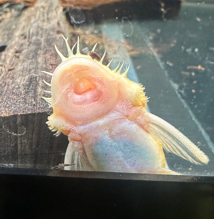 Albino Bristlenose 3-4" Male