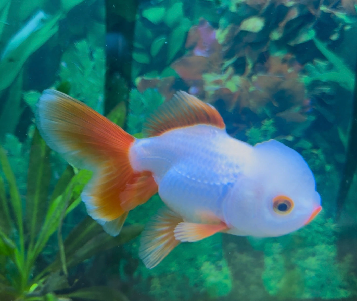 Thai Oranda Pleated Tail Goldfish 4.5" - 5.5"