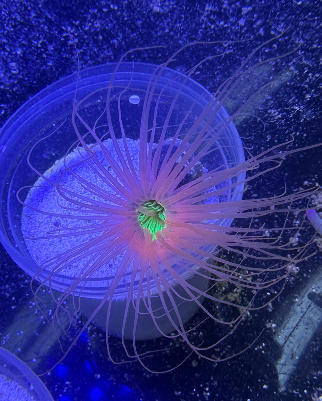 Tube Anemone
