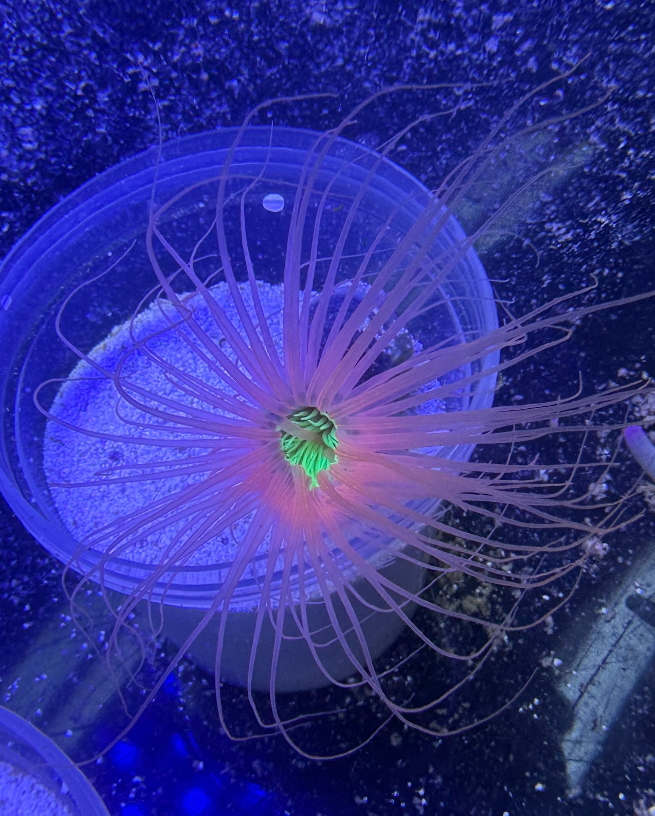 Tube Anemone