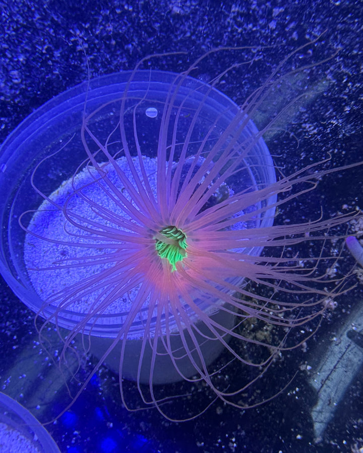 Tube Anemone