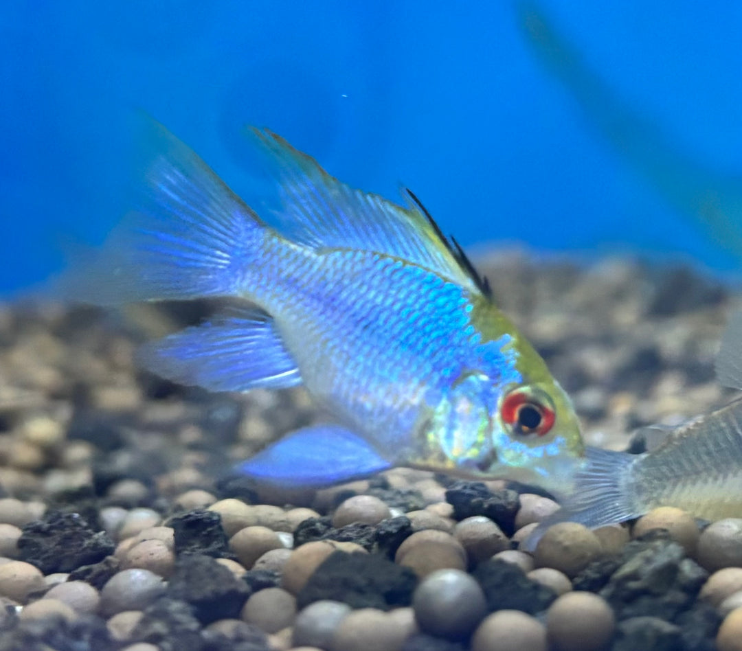 Electric Blue Rwm Balloon Electric Blue Ram – Reeflifeaquariums.com