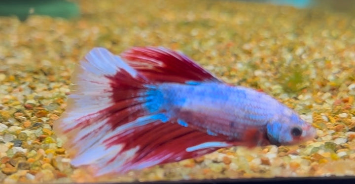 Super Delta Betta Male BT1B