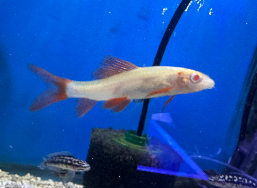 Albino Rainbow Shark
