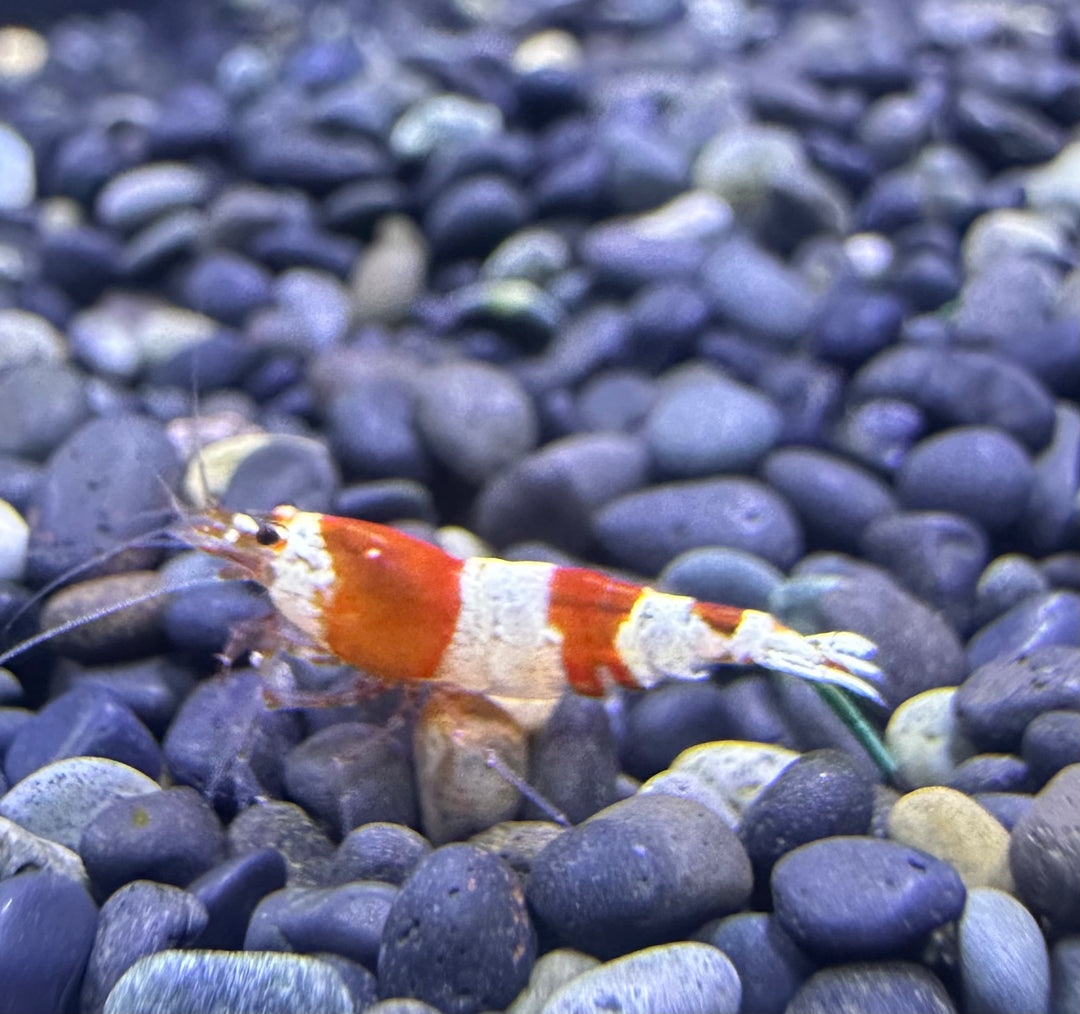 Crystal Red Shrimp