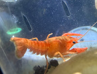 Neon Red Crayfish