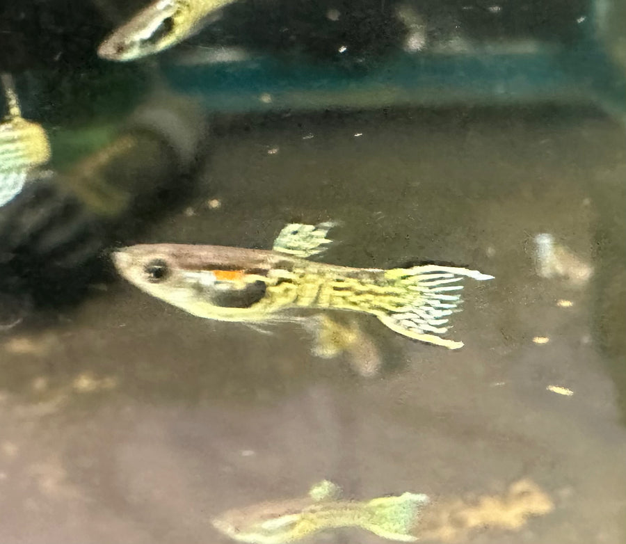 Gold Snakeskin Endler Male