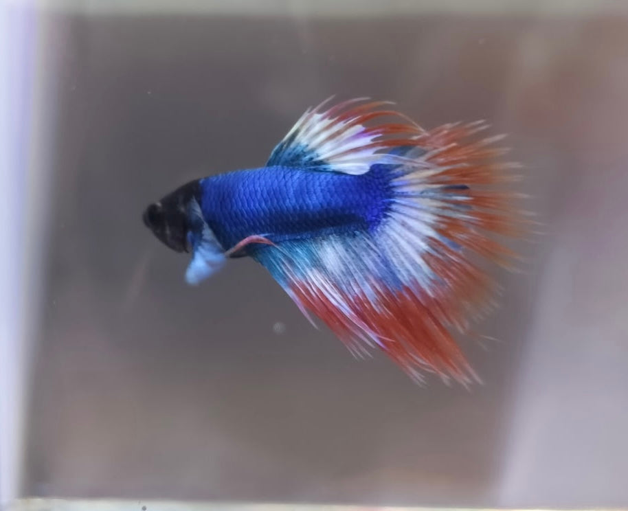 American Flag Betta Male BT1A