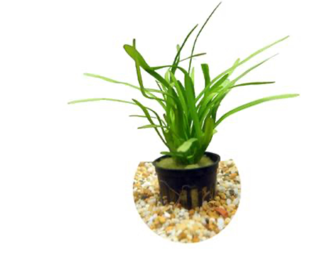 Dwarf Sagittaria Submerged Potted