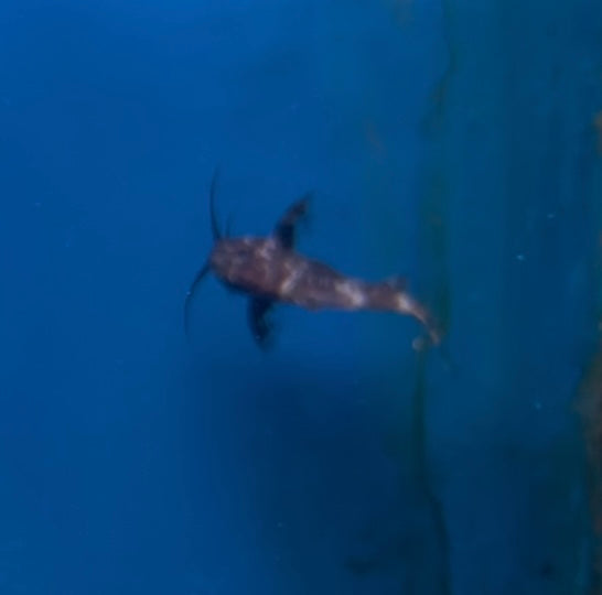 Upside Down Catfish