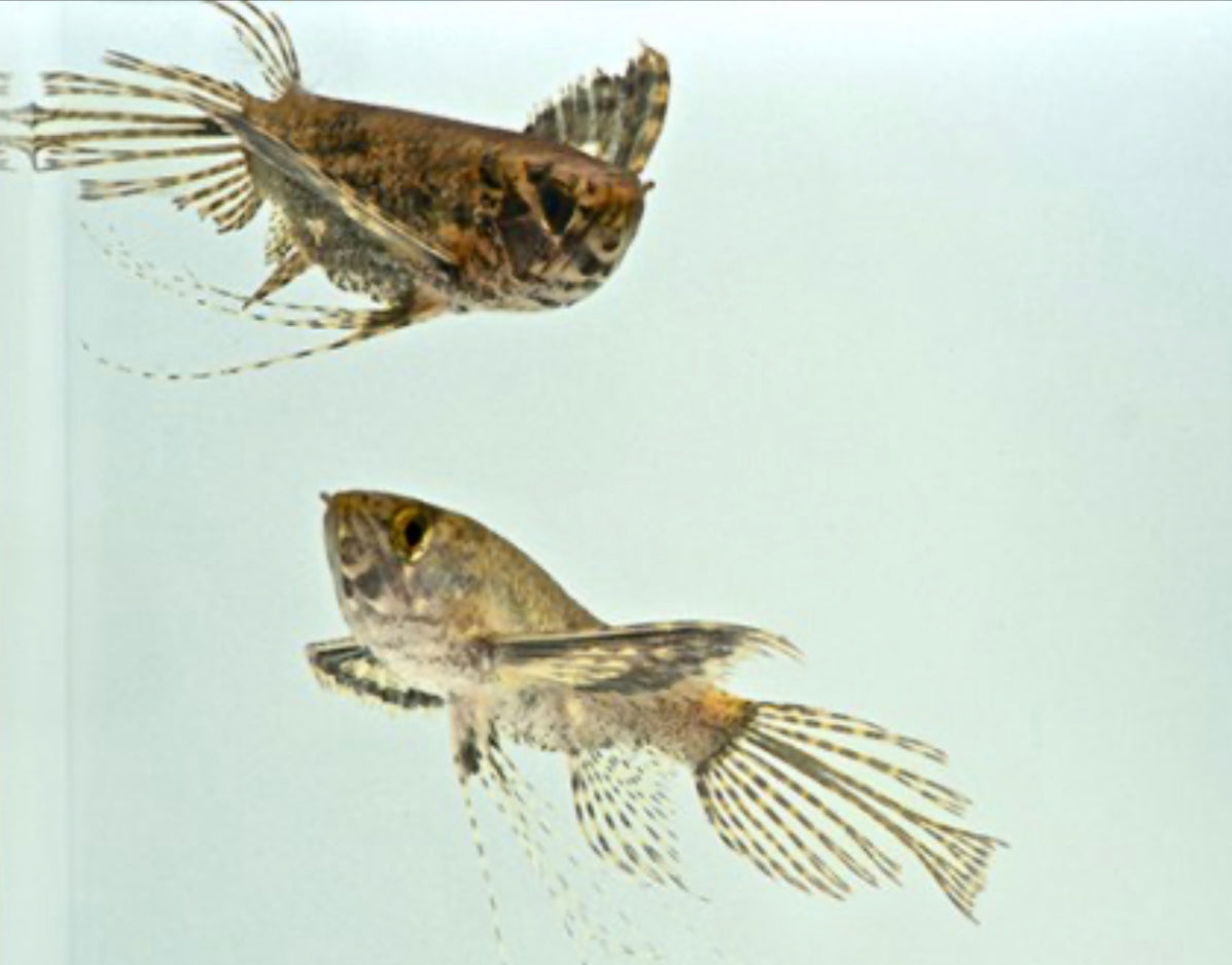 African Butterfly Fish (Special Order)
