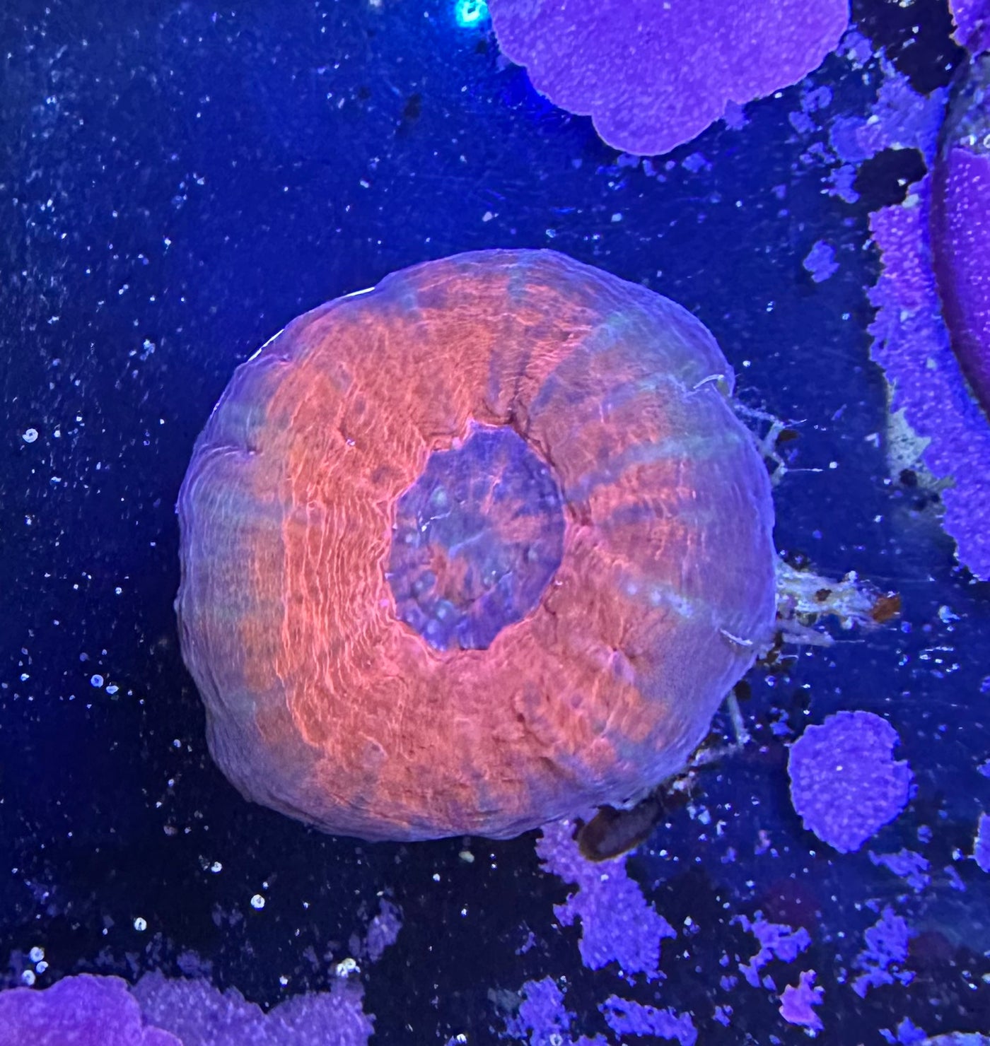 Red Scolymia