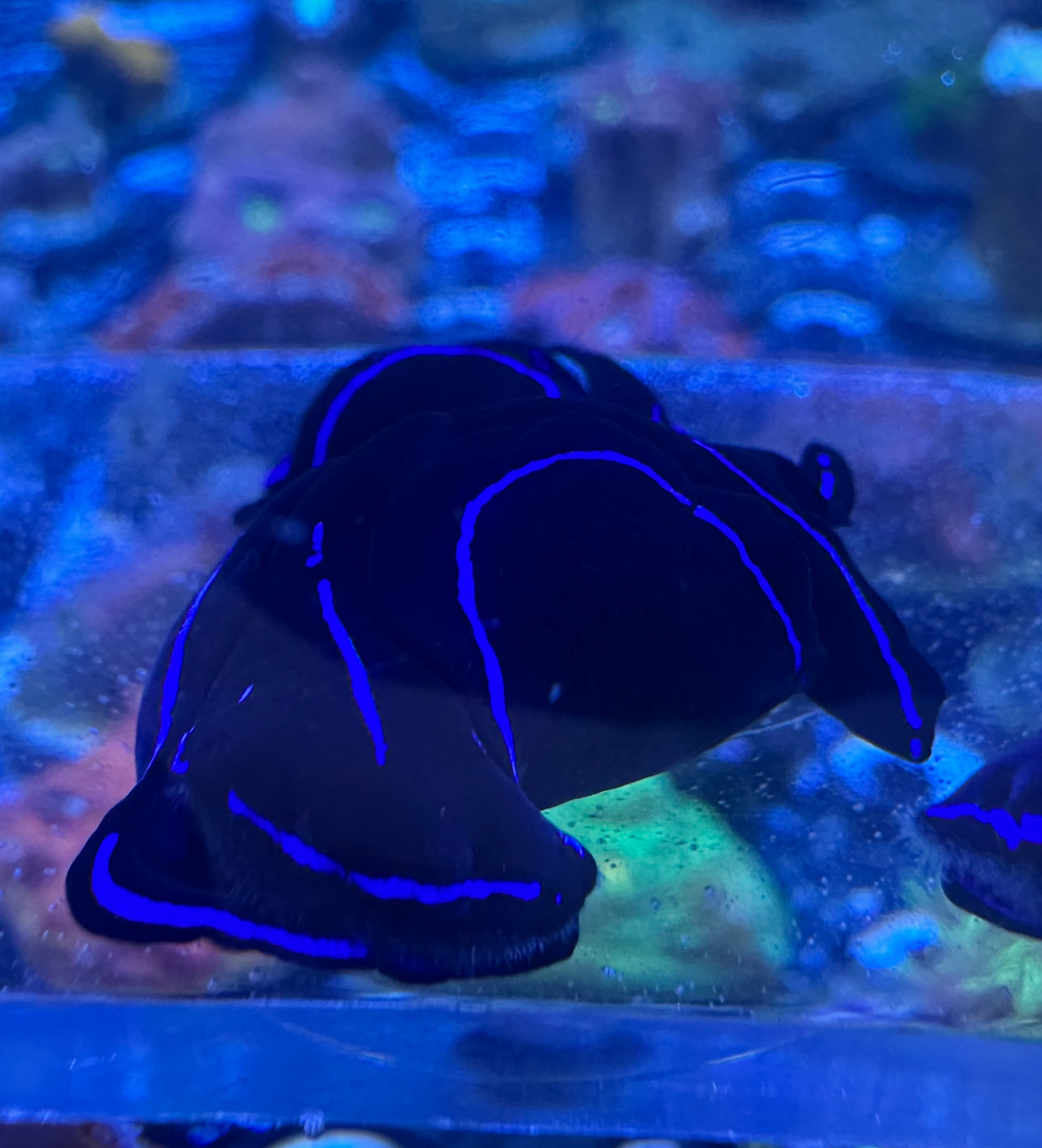 Blue Velvet Nudibranch