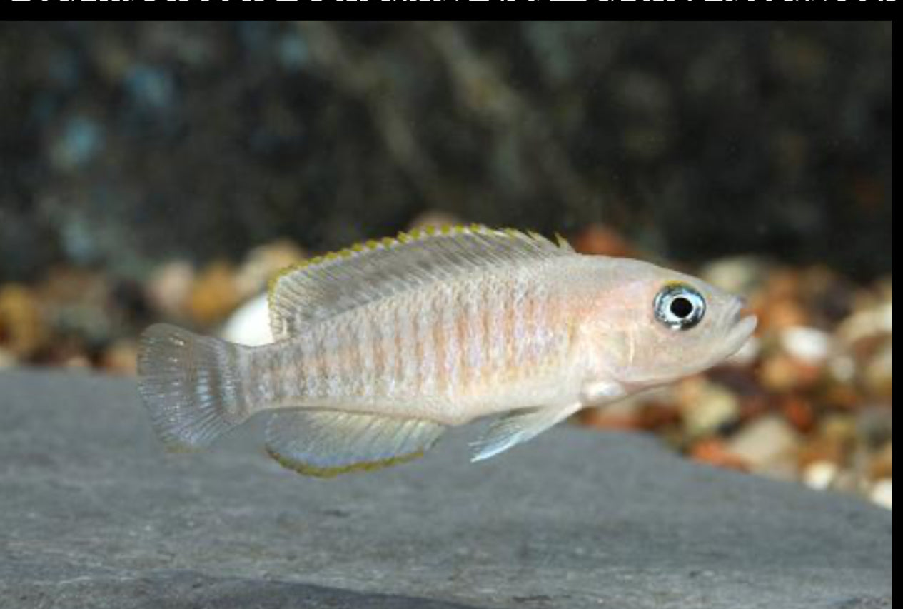 Lamprologus Multifasciatus Cichlid (unsexed)