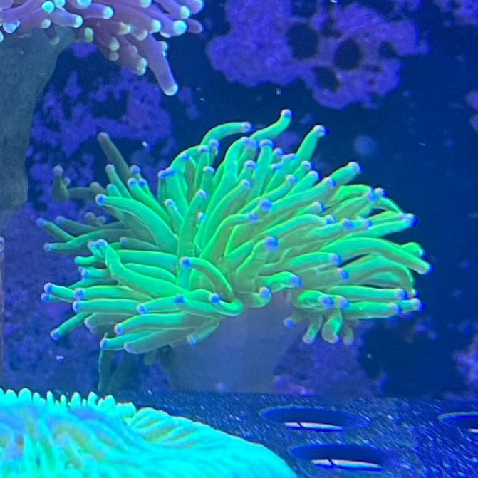 RLA Torch Coral