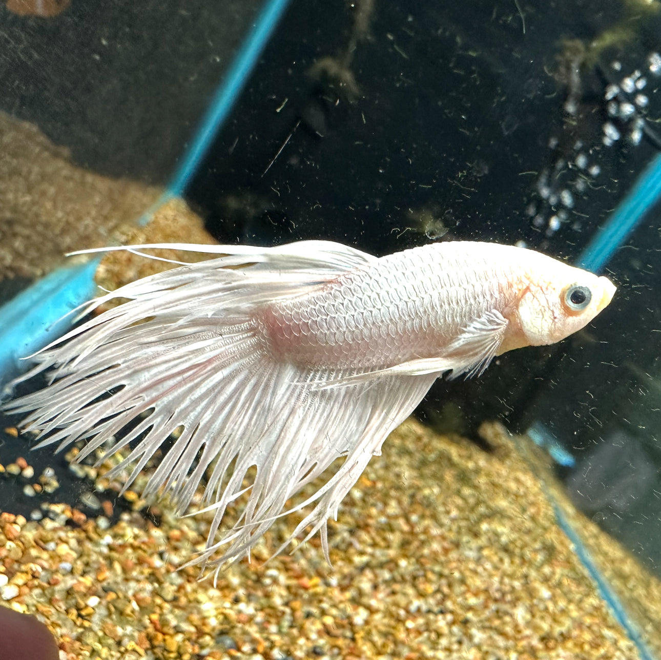 Platinum White Male Betta WYSIWYG BT1B