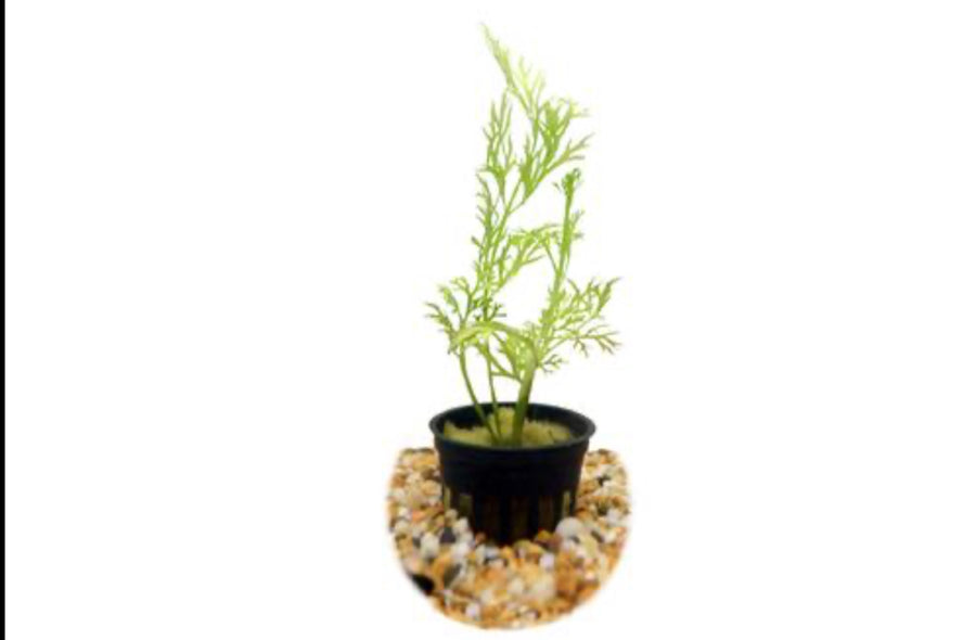 Water Sprite Submerged Potted