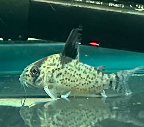 Punctatus Corydoras