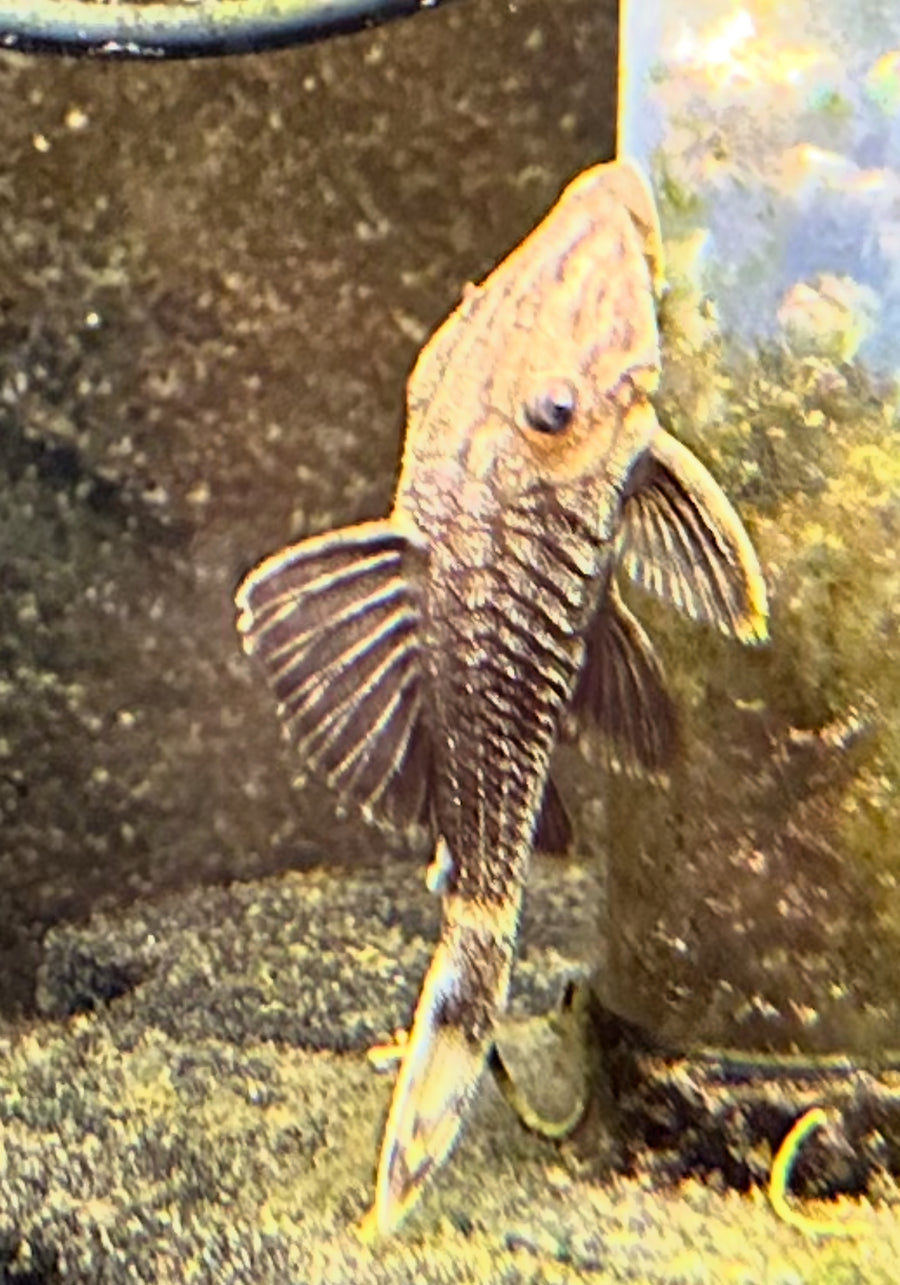 Royal Pleco L191