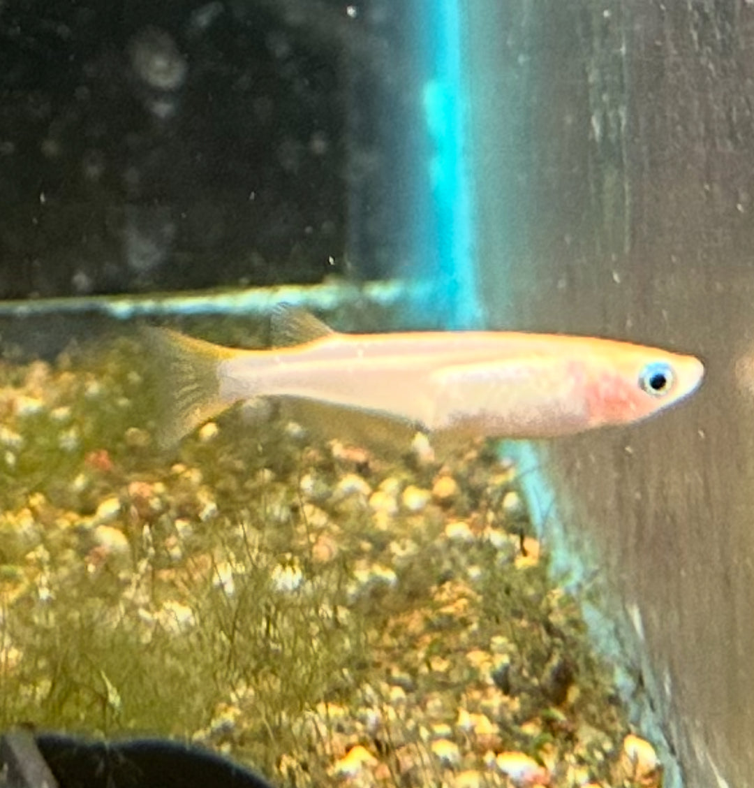 Stardust Ricefish Medaka Starlight Rice Fish – Reeflifeaquariums.com